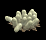 ant eggs