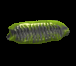 mantis egg case