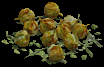 plant seeds